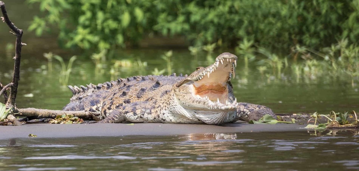 Bespoke Rallies Central America Costa Rica Tarcoles River Crocodile