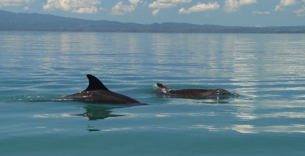 Delphine im Golfo Dulce Equis Bucht Costa Rica