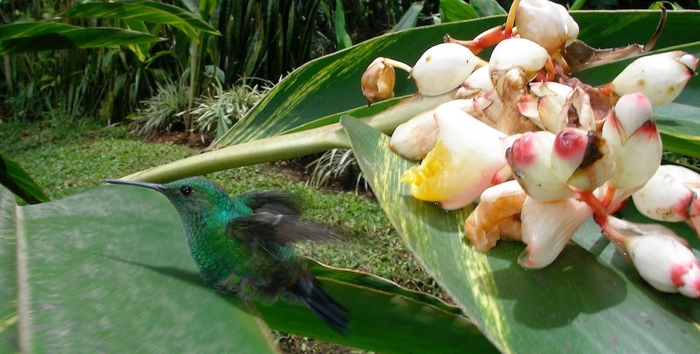 Kolibri in Equis Residenz Costa Rica